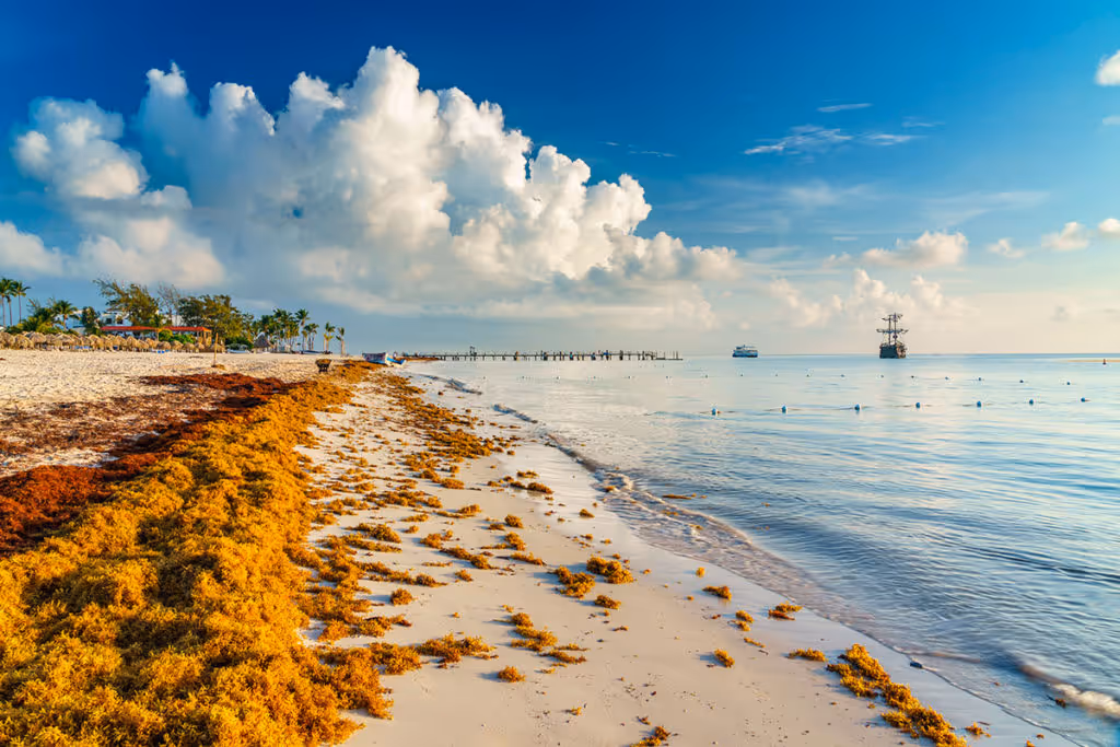 sargazo_playas_mexicanas_casi_libres_de_sargazo-1024x683