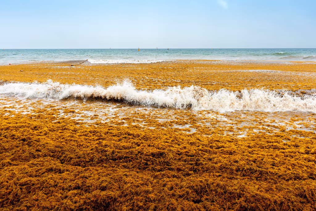 sargassum_on_mexican_beaches_caribe_rivera_maya_rutopia-1024x683