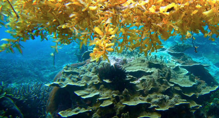 sargasse_sur_les_plages_mexicaines_mer_de_sargasses_rutopia