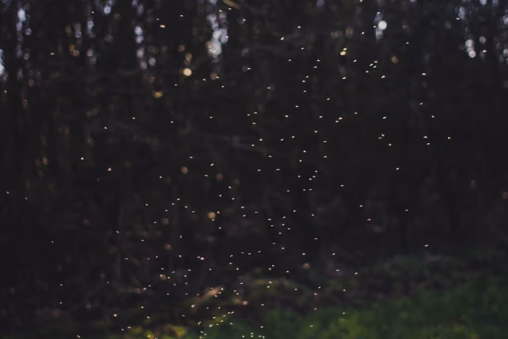 akin-cakiner-EaMGSH-x-uM-unsplash-1024x683