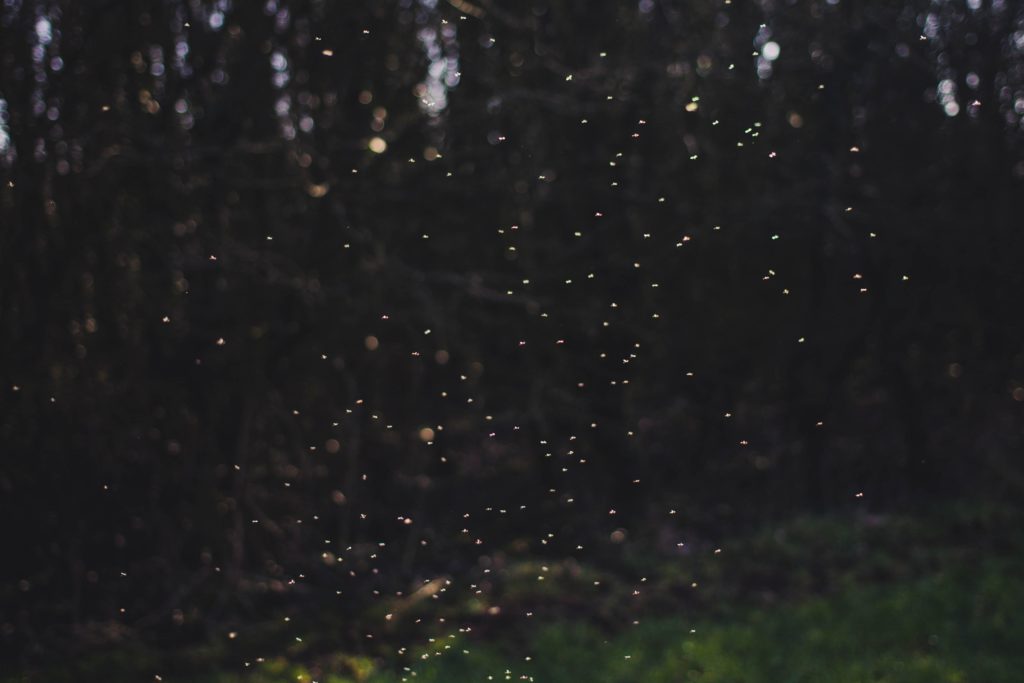 akin-cakiner-EaMGSH-x-uM-unsplash-1024x683