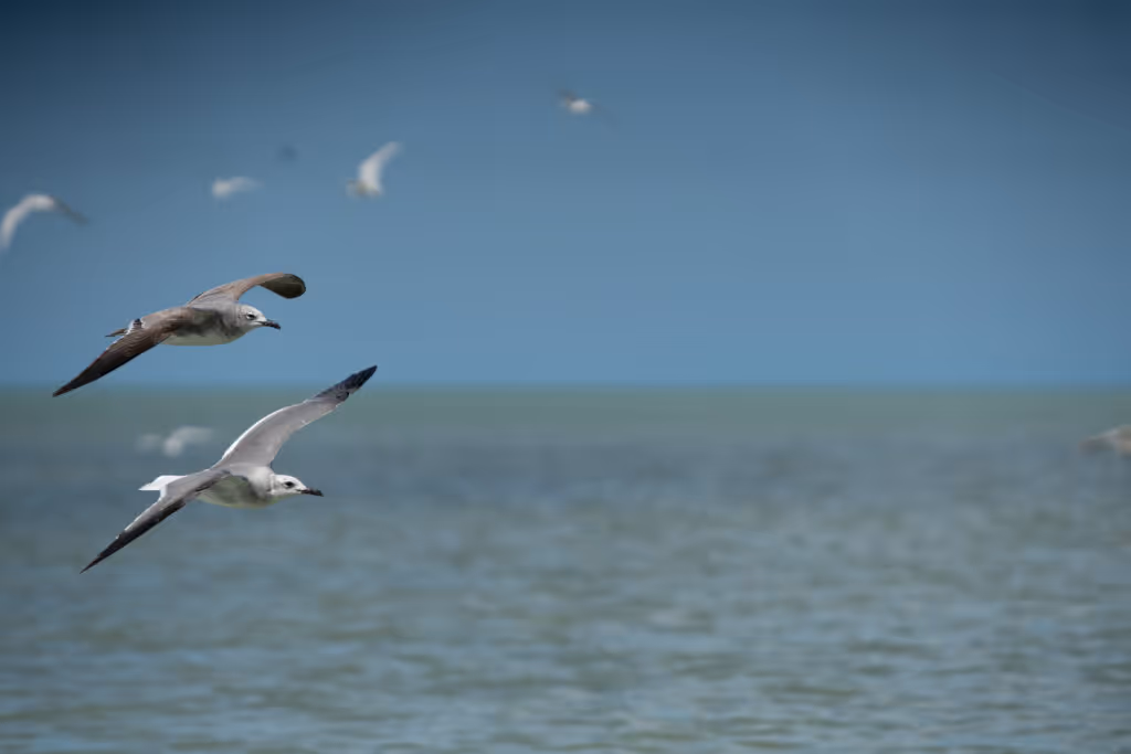 aves-campeche-mexic-1024x683