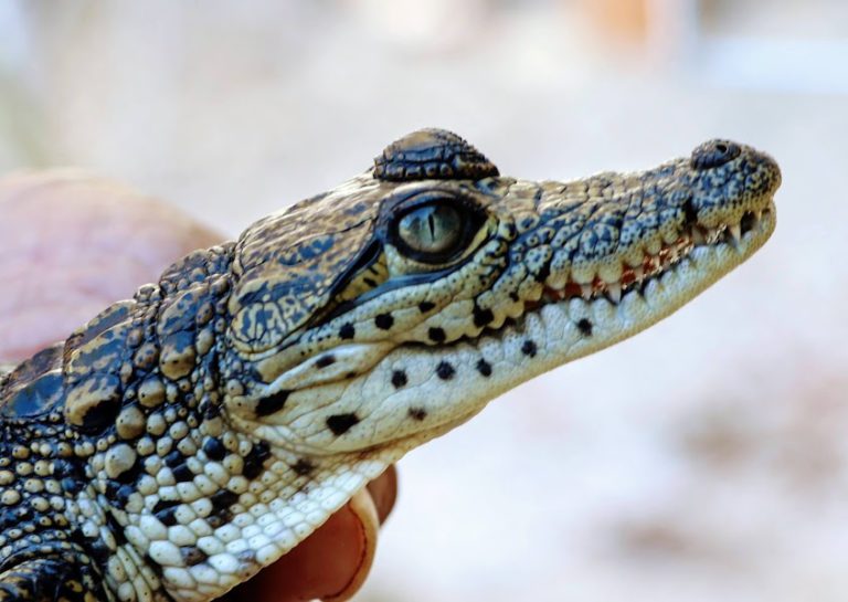 quintana-roo-mexico-cocodrilos-rutopia-768x545