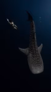 nado-166x300
