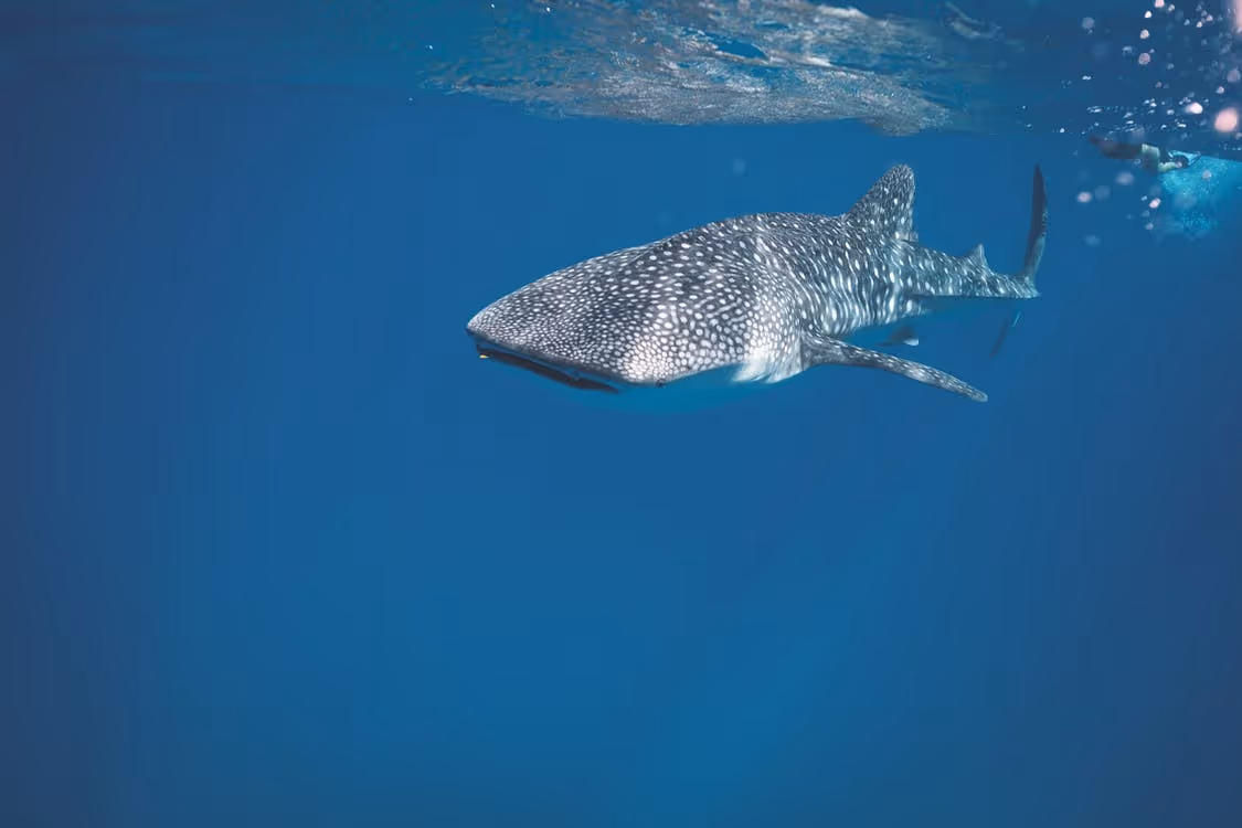 Tiburon-ballena-1-