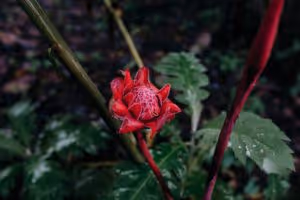 jardin de orquideas de don goyo en tosepan kali cuetzalan puebla