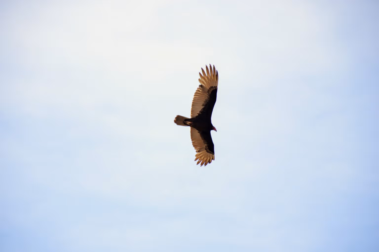 DSC_0697-1536x1021