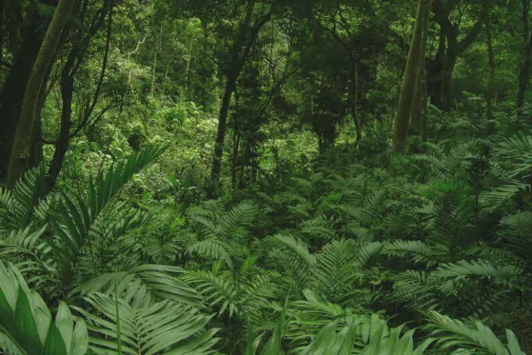 Chiapas-768x512