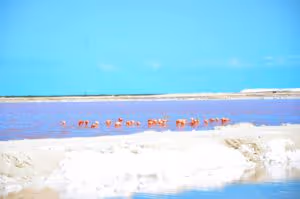 las-coloradas-yucatan-rosas