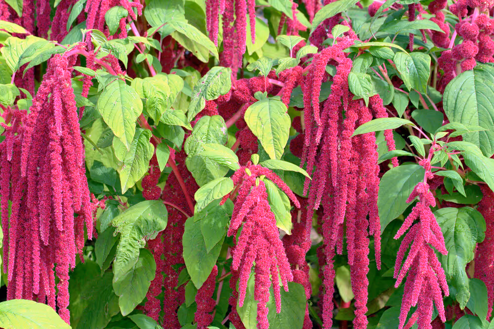 large-amaranth-plant