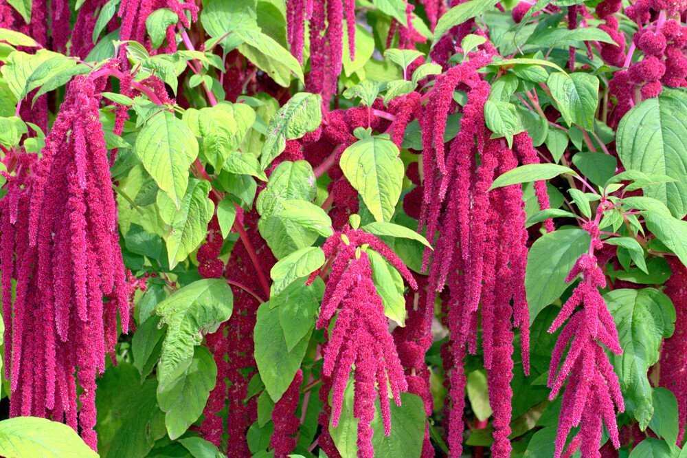 large-amaranth-plant-1