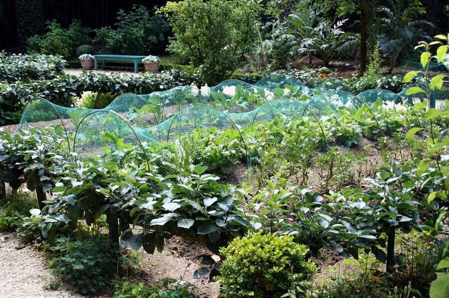 large-Organic-garden