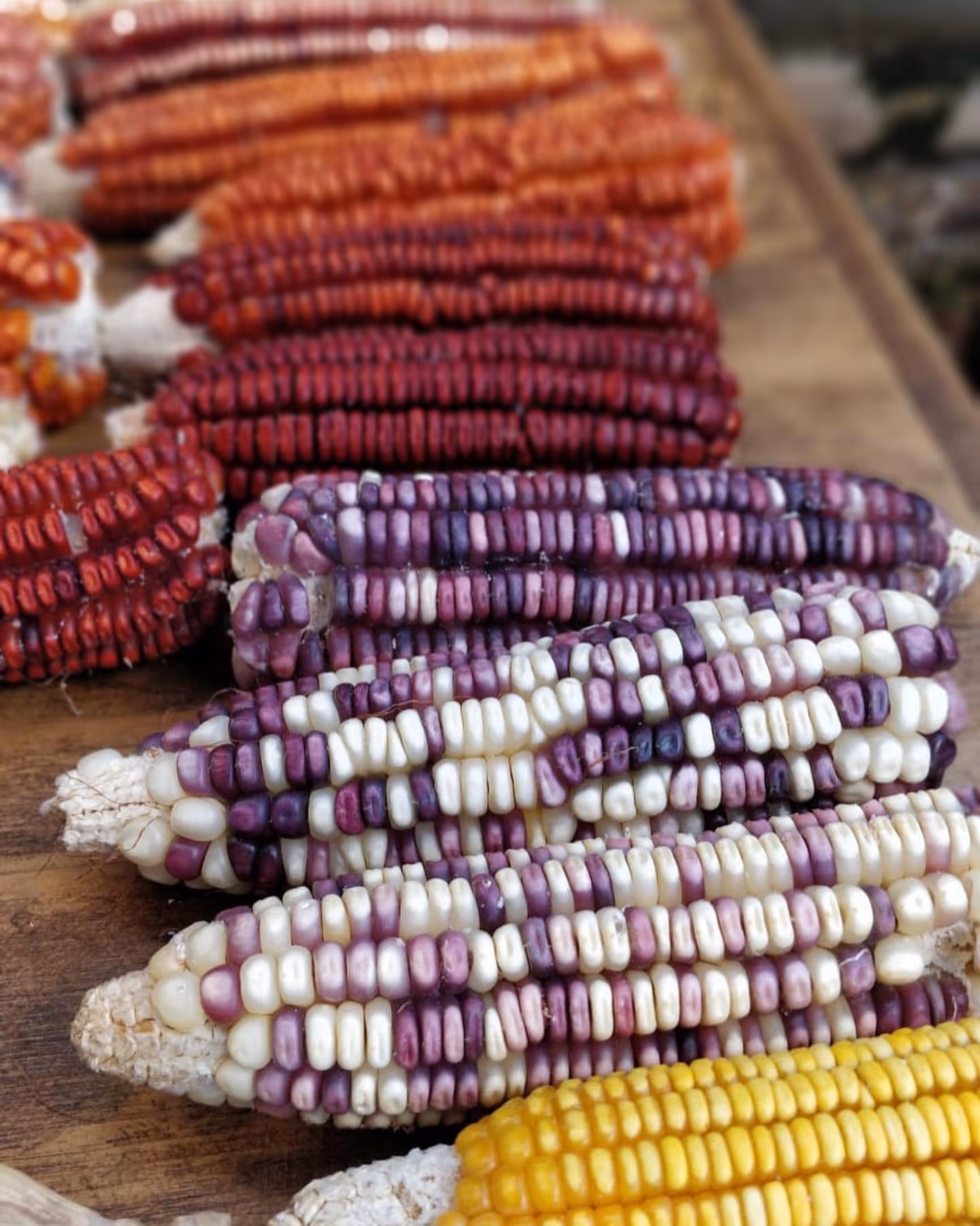 Sacred-food-of-the-gods-corn-diversity