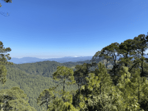 Ixtepeji forest