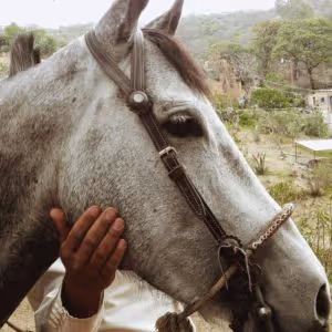 horse