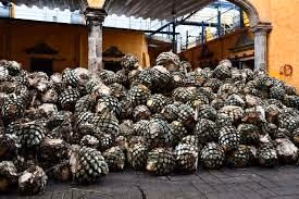 large-Agave