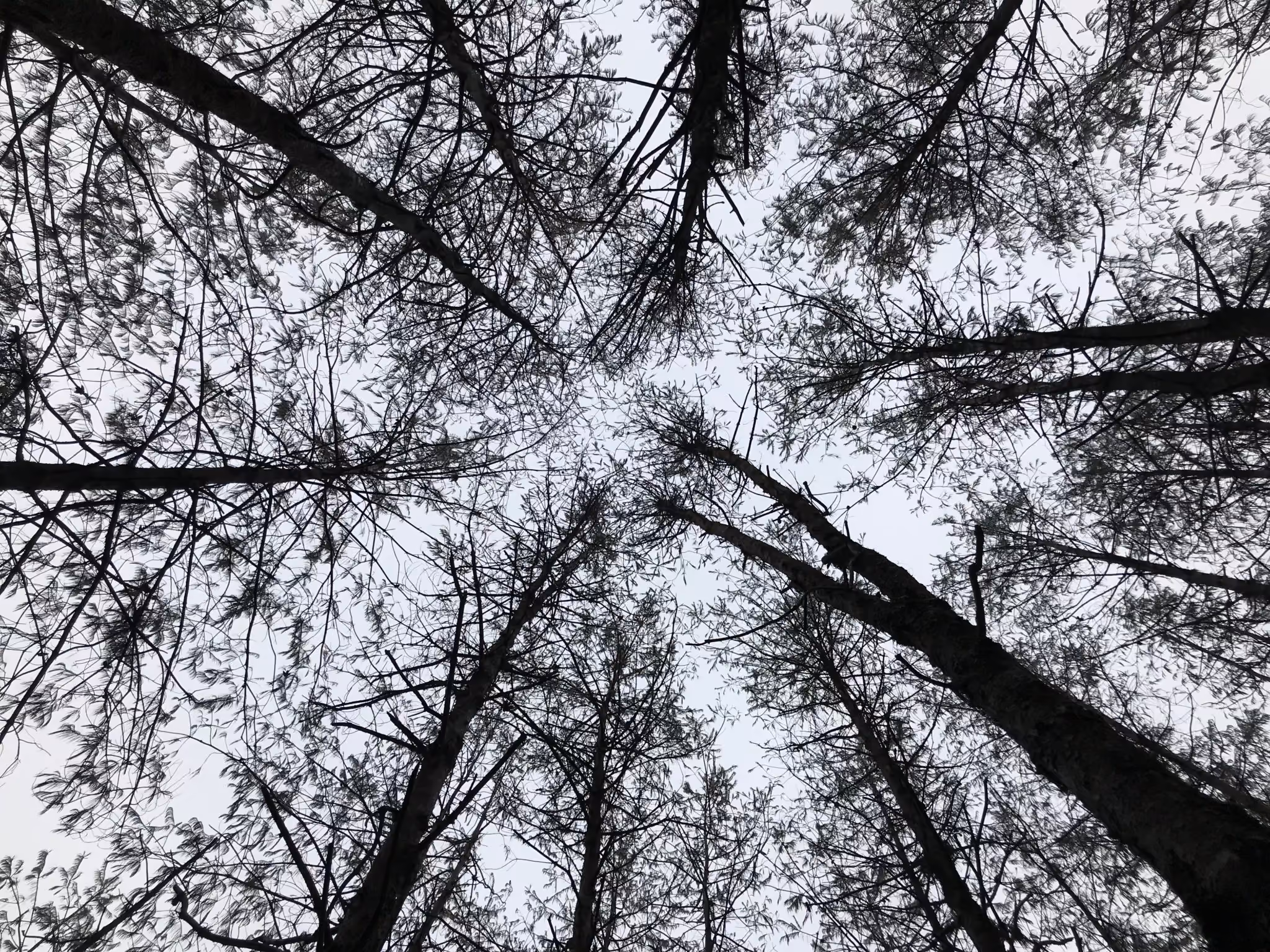 bosque-mexico-2048x1536