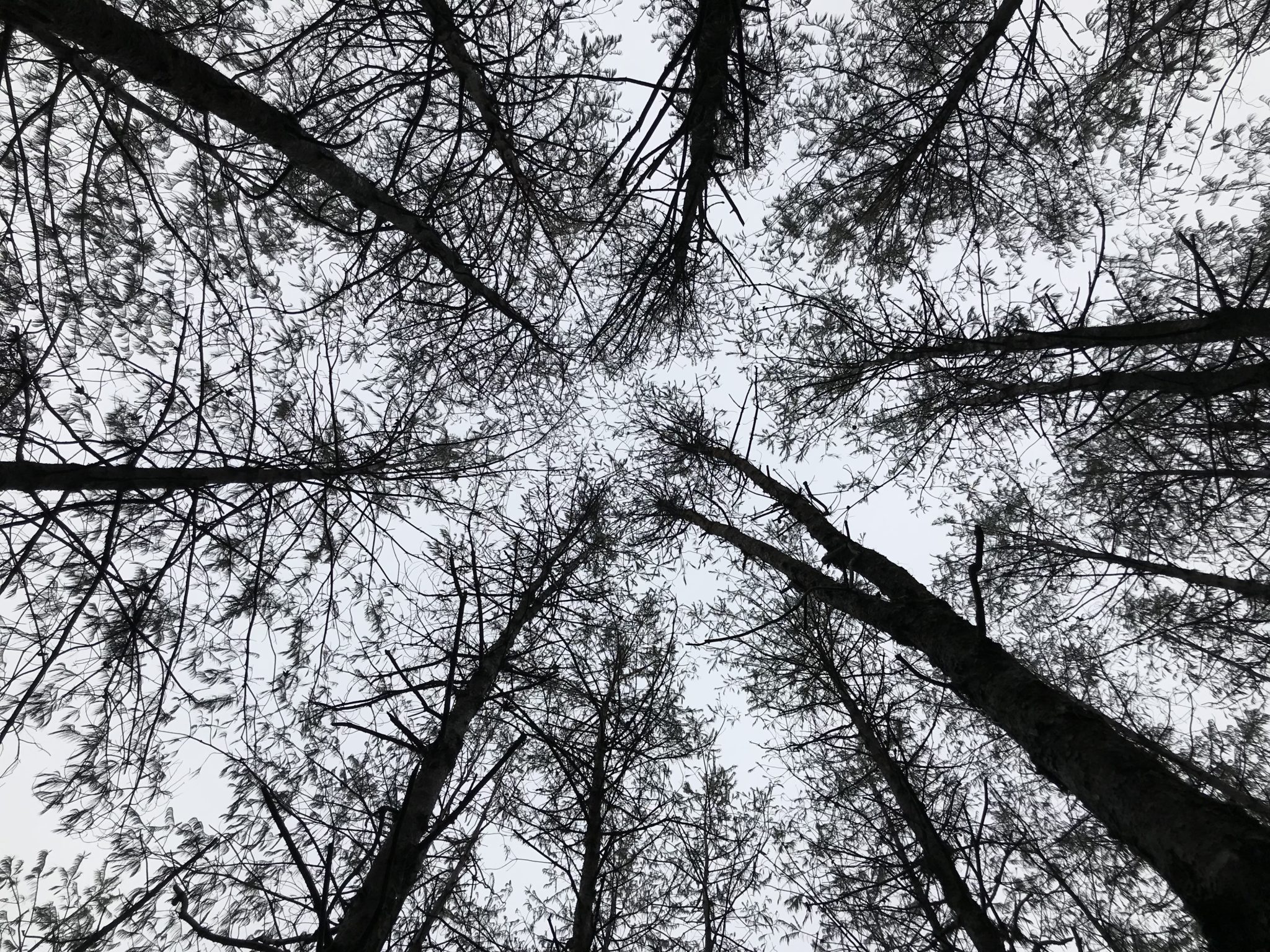 bosque-mexico-2048x1536