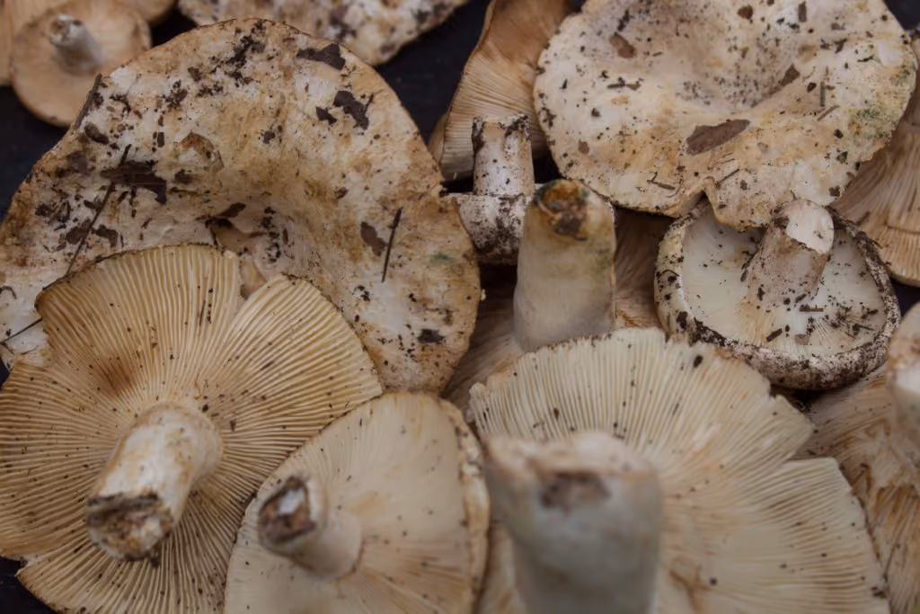 Hongos-mexico-1024x683