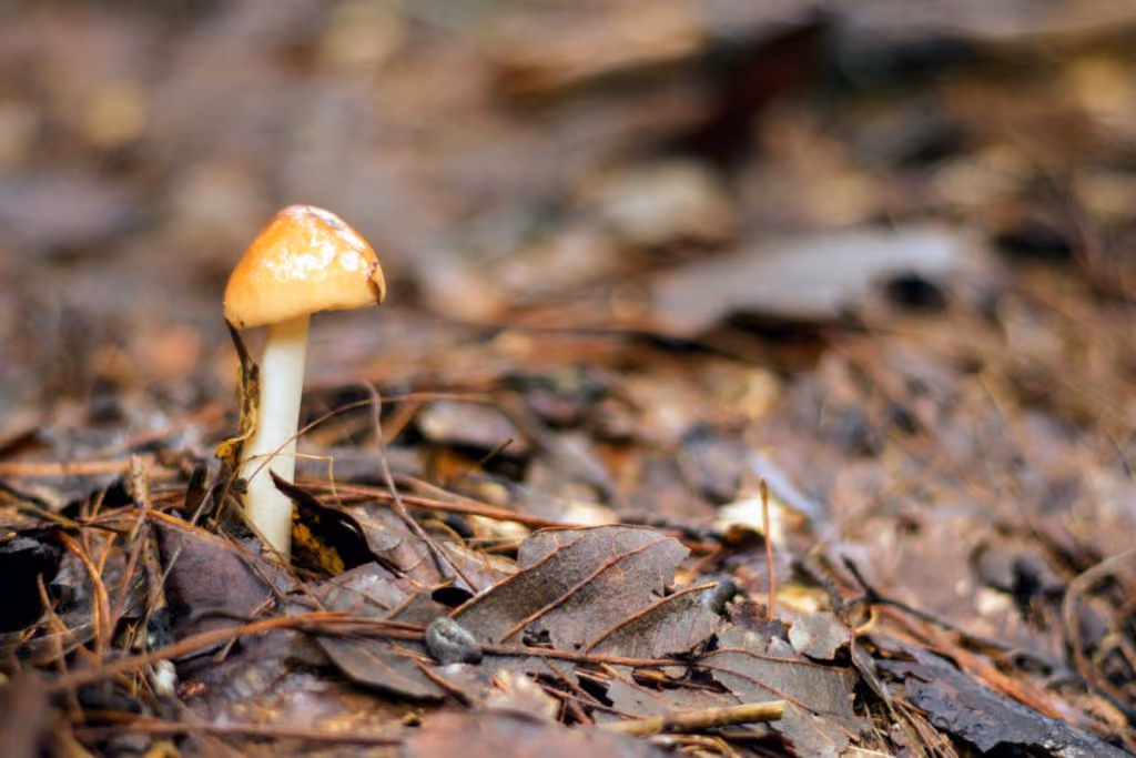 hongo-naturaleza-mexico-1024x683