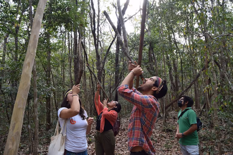 Tour de árbol de chicle en Selva Bonita