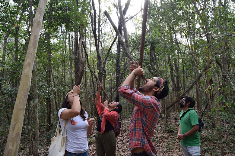 Tour de árbol de chicle en Selva Bonita