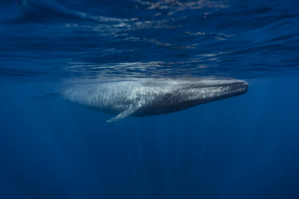 blue_whale_0-1024x681