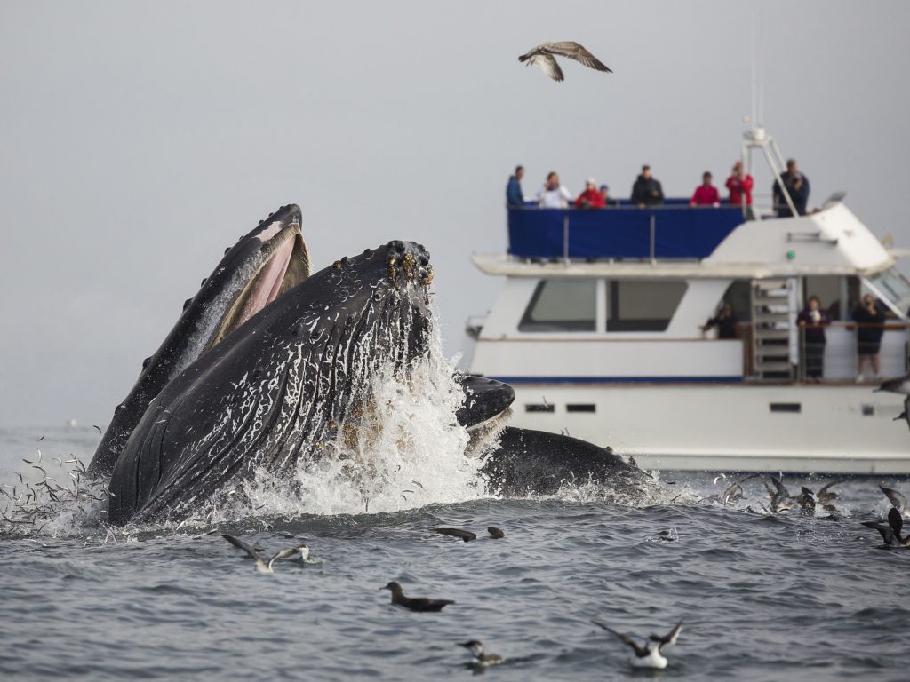 for-the-spectators-586082757-58252c2b5f9b58d5b11902e7-1024x768