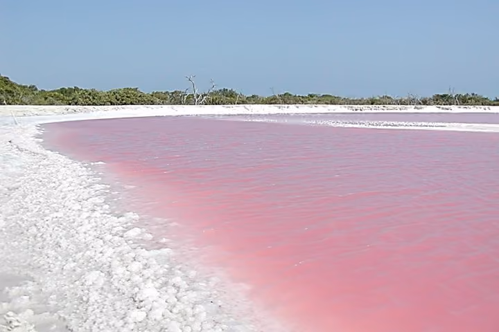 coloradas-gob-mexico-rosa