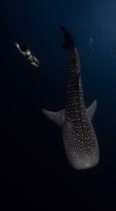nado-166x300