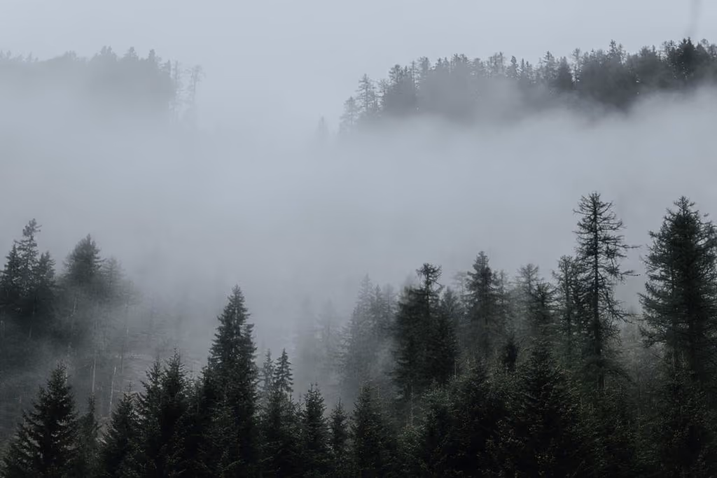bosque-de-niebla-oaxaca-mexico-rutopia-1024x683