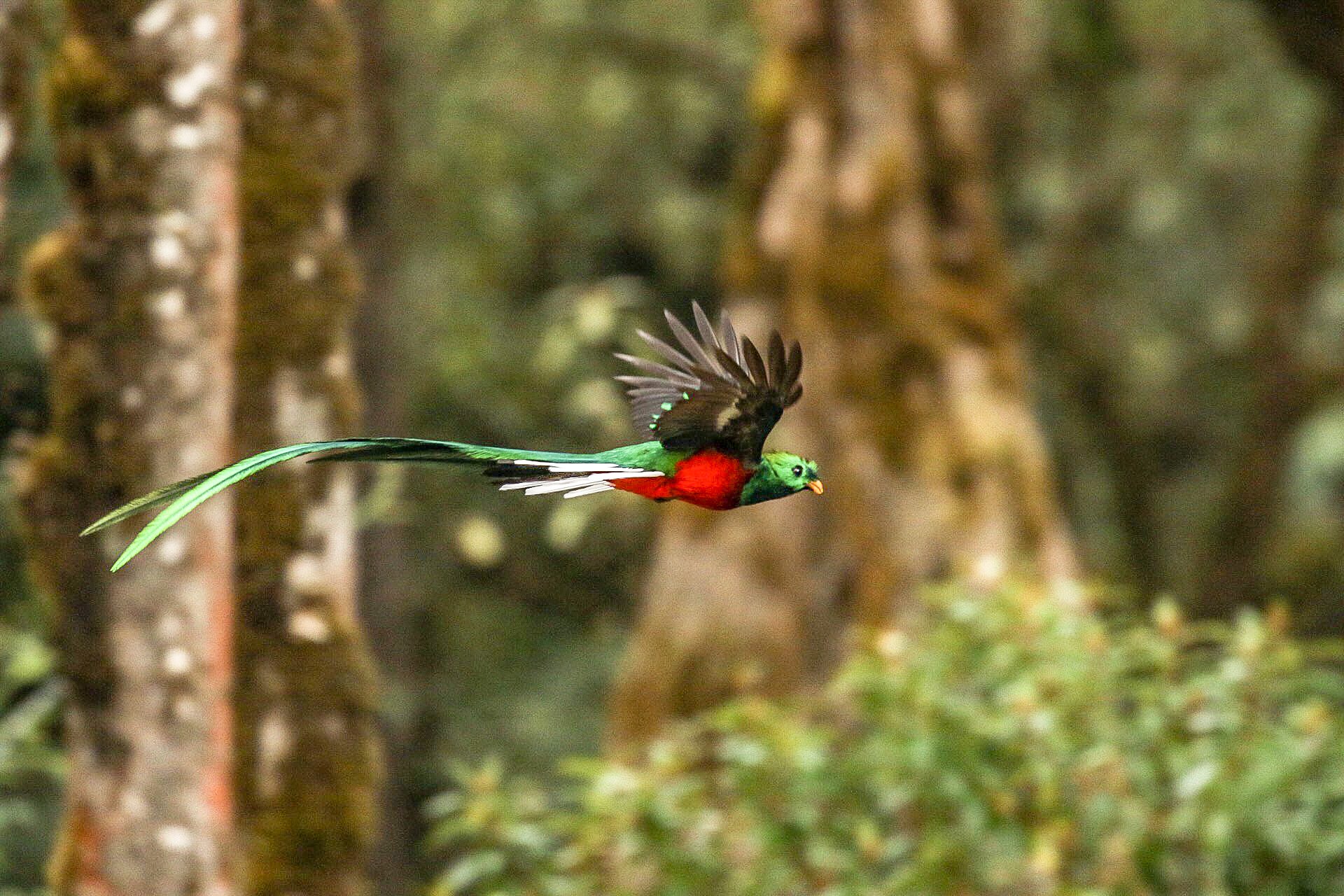 quetzal_el-triunfo_chiapas_volando_rutopia