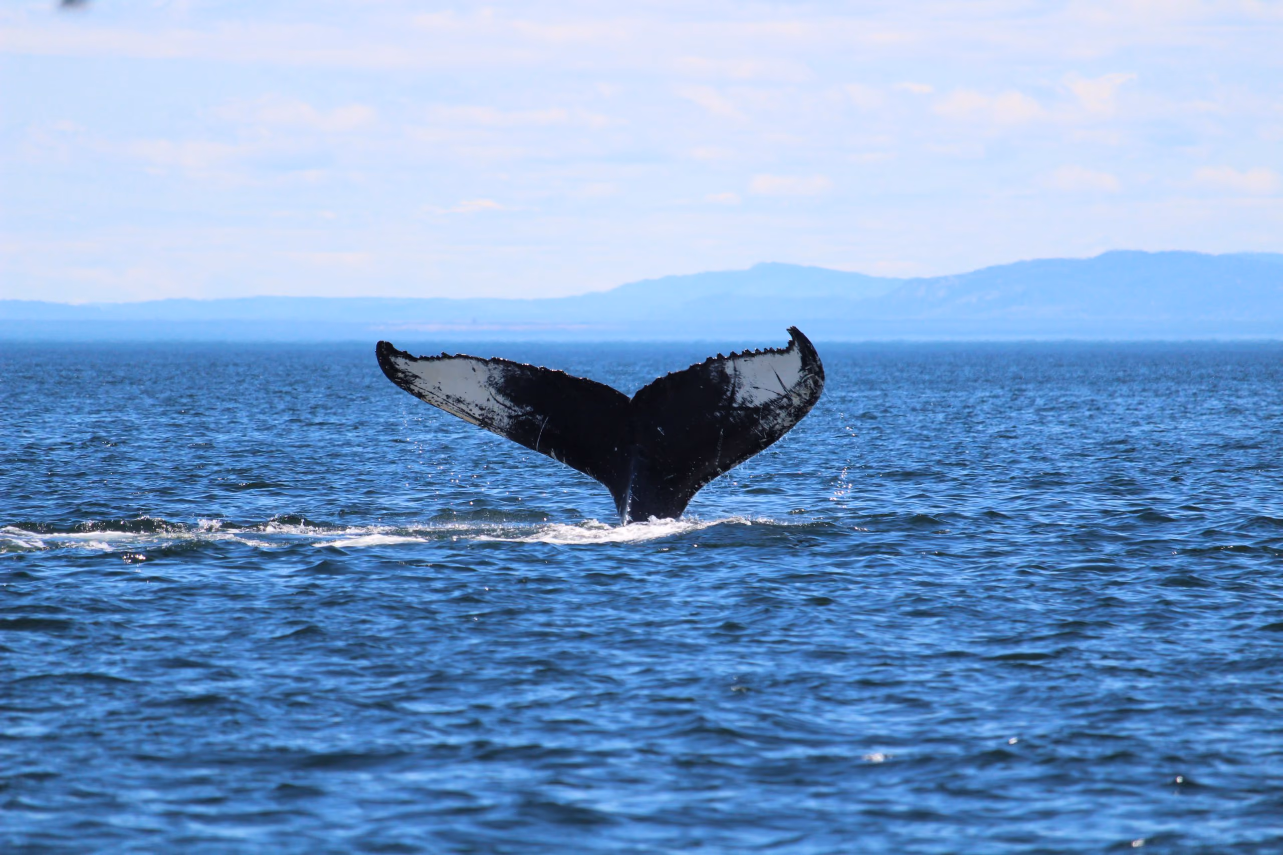 Avistamiento de ballenas