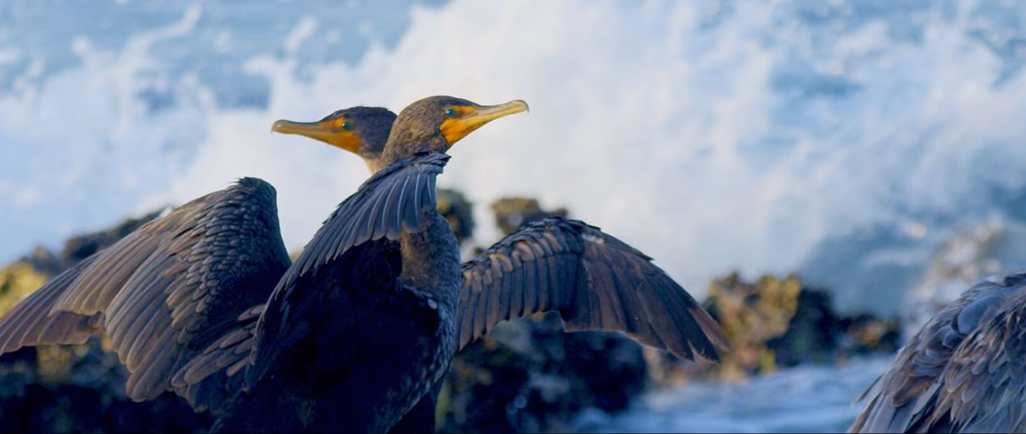 Camina por Isla Arena y admira la variedad de fauna que existe allí