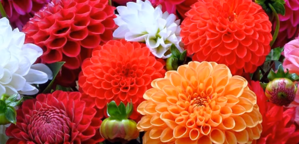 Dahlia-1024x493