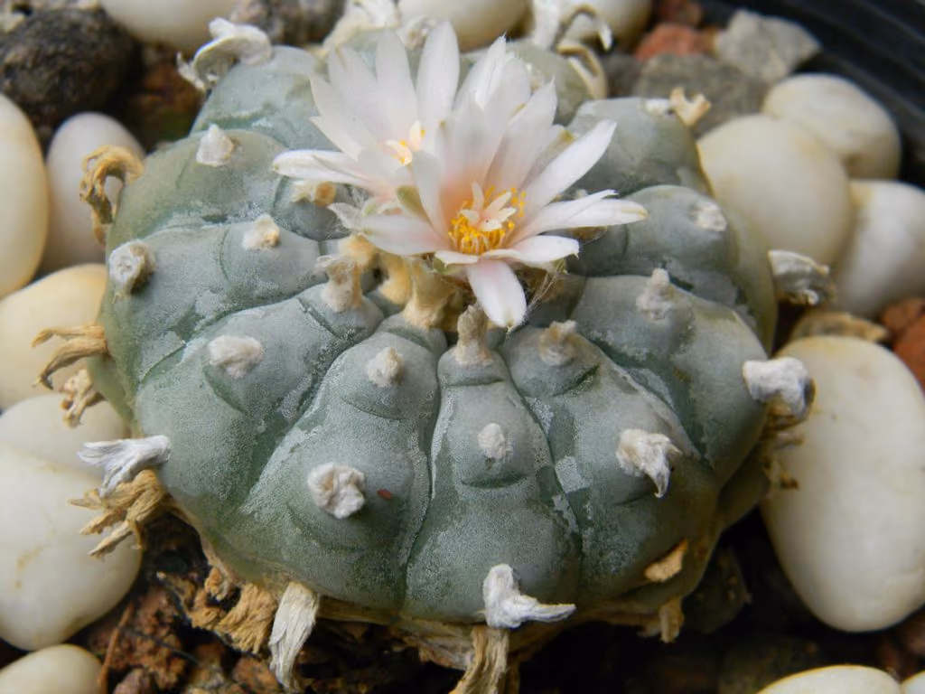 Peyote-1024x768