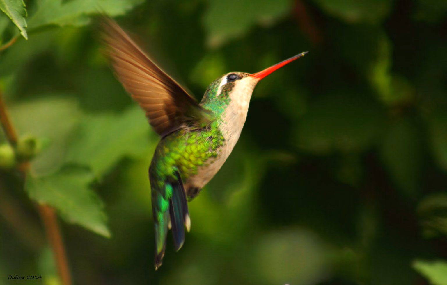 Observación de aves con un experto local