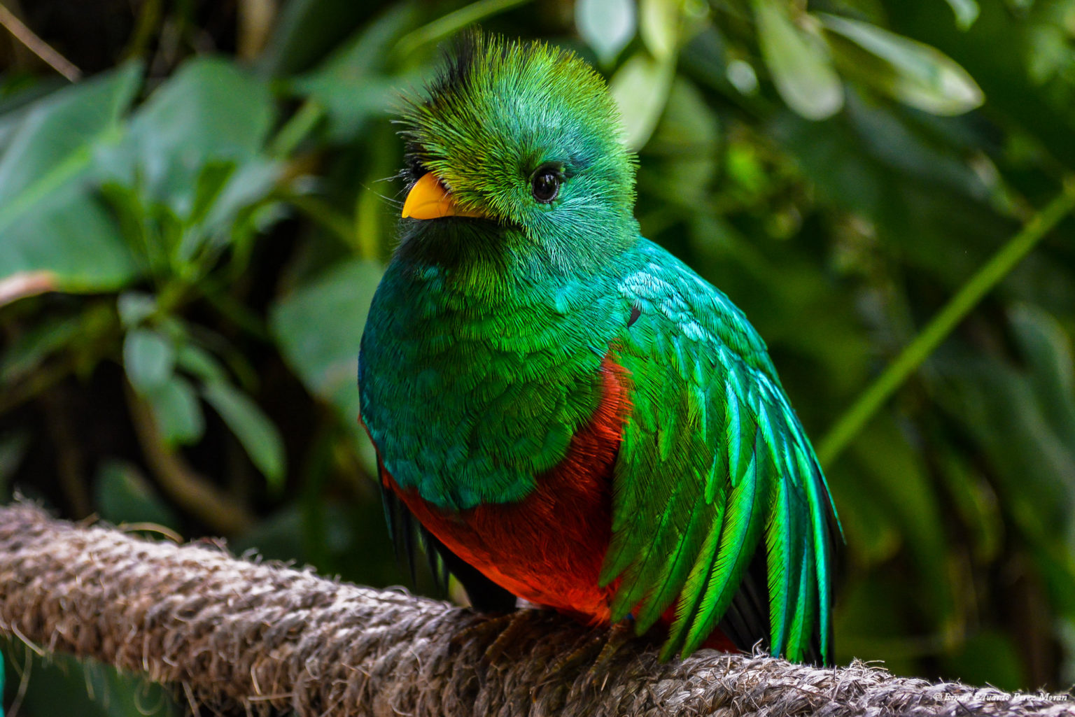 Sumérgete en los bosques encantados y descubre un paraíso entre la neblina.