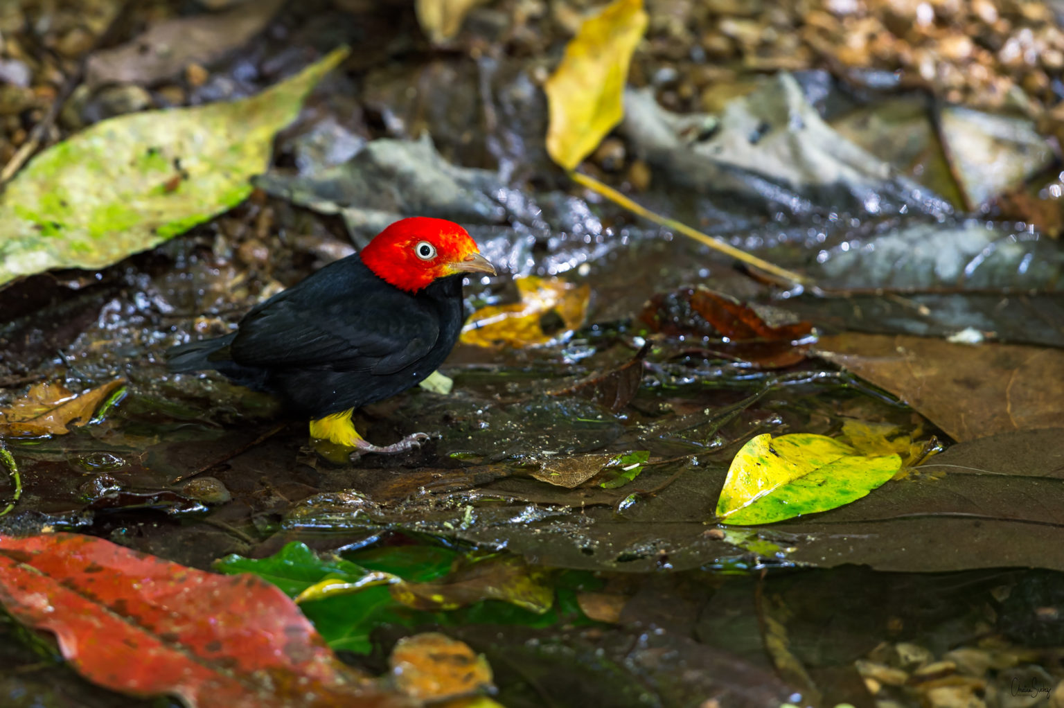 Explora la Selva Lacandona con un guía experto