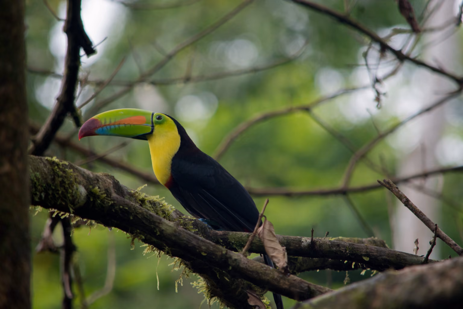 Conoce la rica biodiversidad de México con Rutopía
