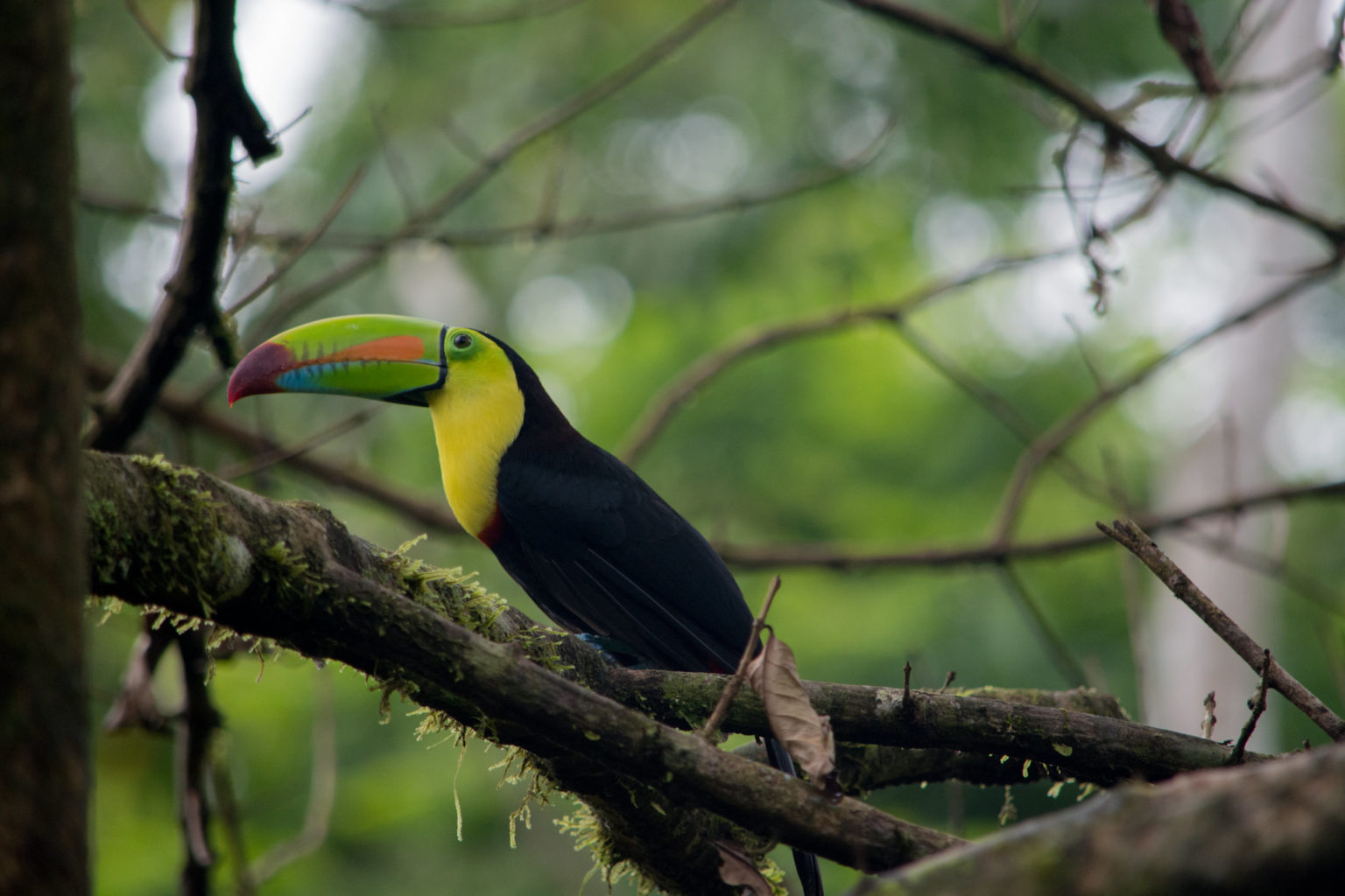 Conoce la rica biodiversidad de México con Rutopía