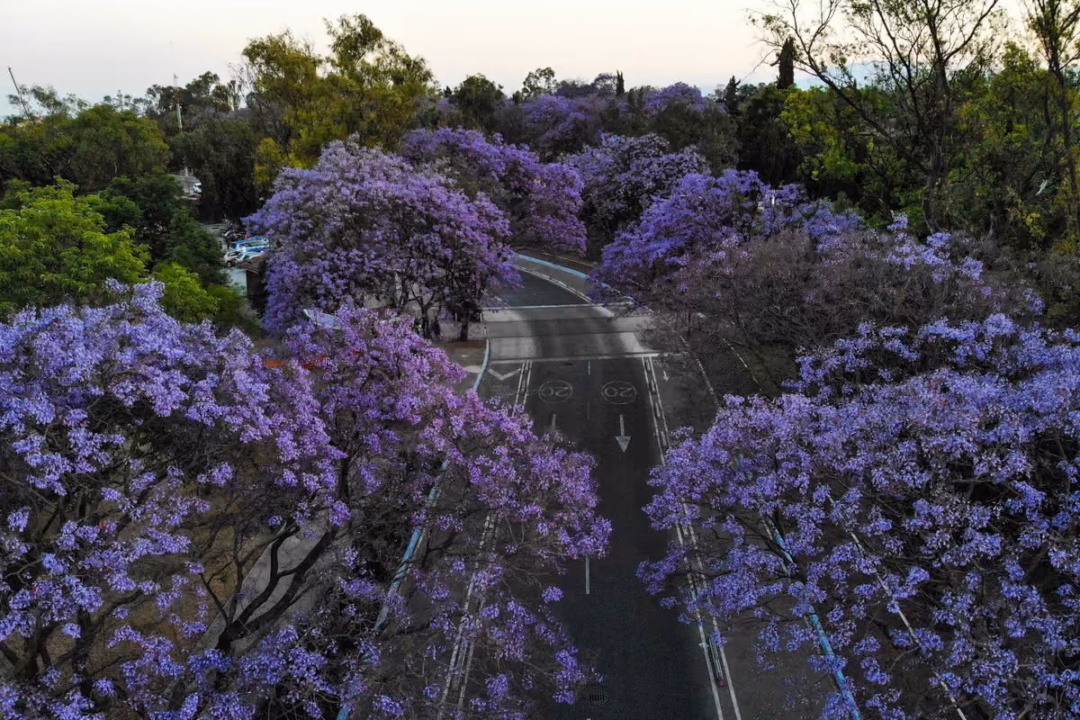 jacaranda-ciudad-de-mexico-rutopia-300x200