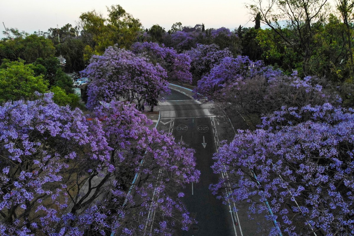 jacaranda-ciudad-de-mexico-rutopia-300x200