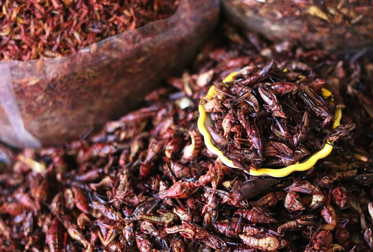 Gastronomic tour oaxaca chapulines