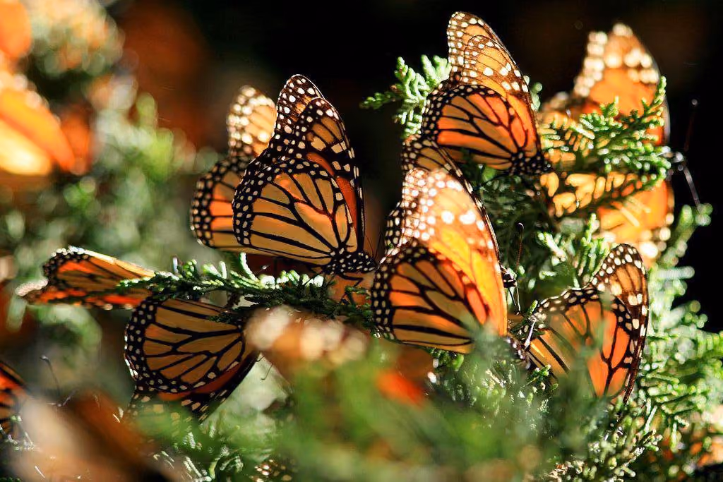 mariposas-muchas-gob-1