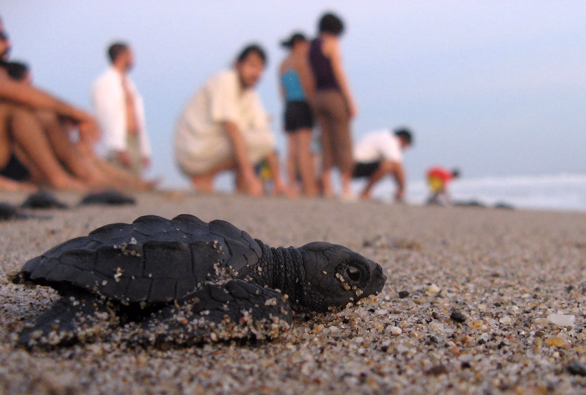Oaxaca_tortuga