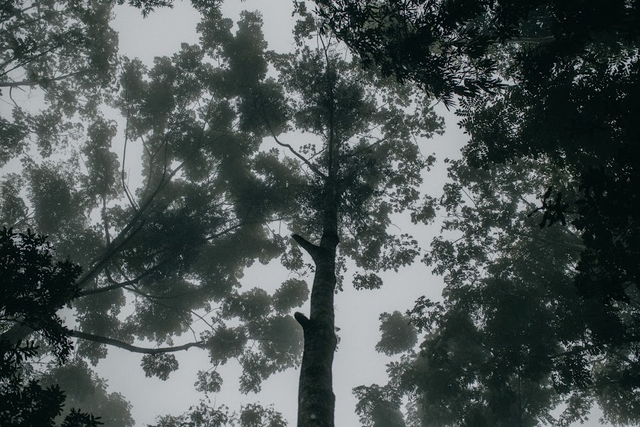 bosques-de-encanto-de-ixtepeji-mexico-rutopia