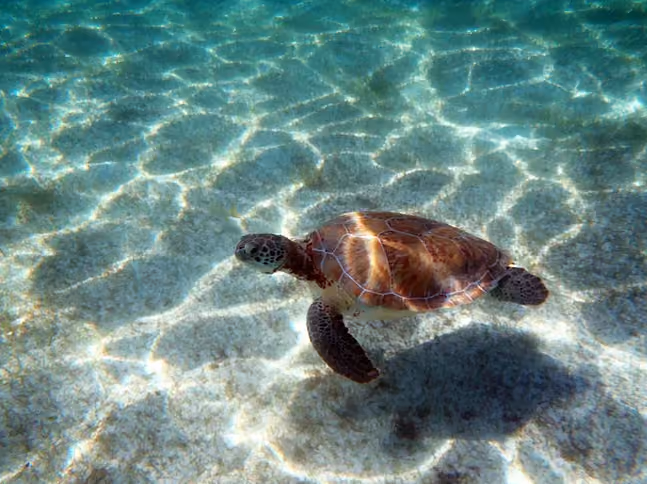 Tortuga