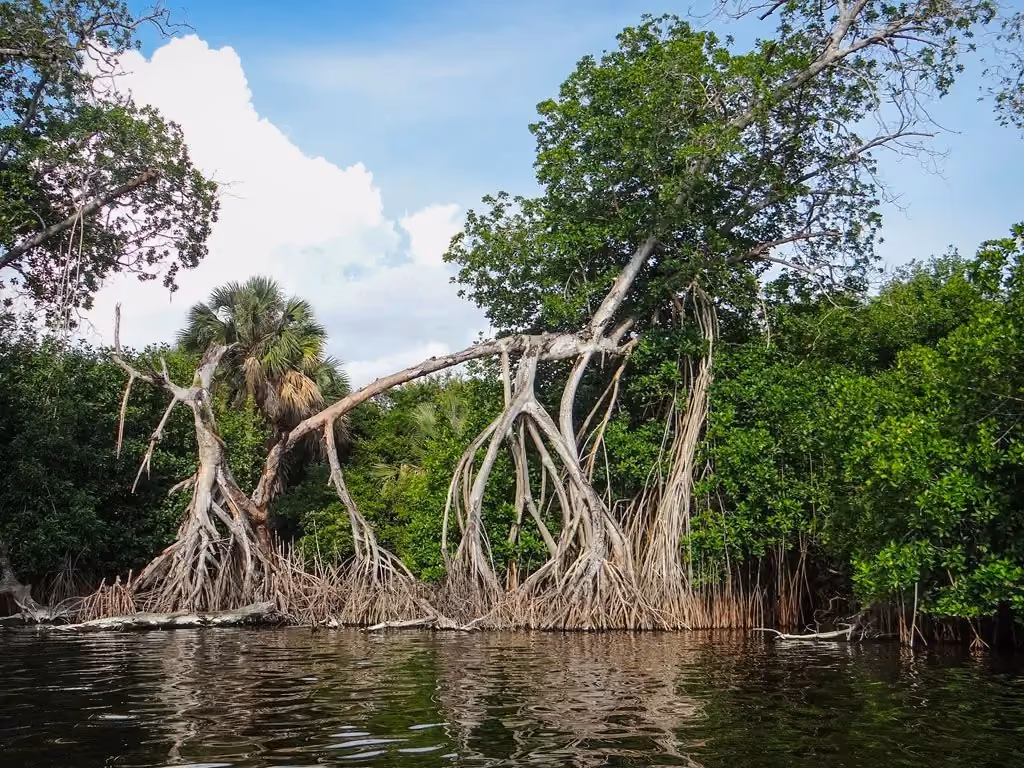 manialtepec-manglar-rutopia-300x225