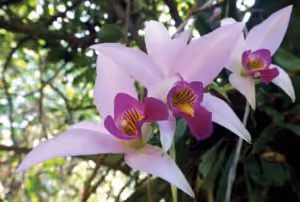 orquideas en los bosques nubosos de oaxaca mexico